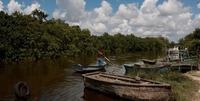 Kuuban Mayabequen maakunnassa päättyi viime vuonna mangrovemetsien kunnostus, josta otetaan oppia nyt alkavassa koko etelärannikon pelastushankkeessa. (Kuva: Jorge Luis Baños/IPS)